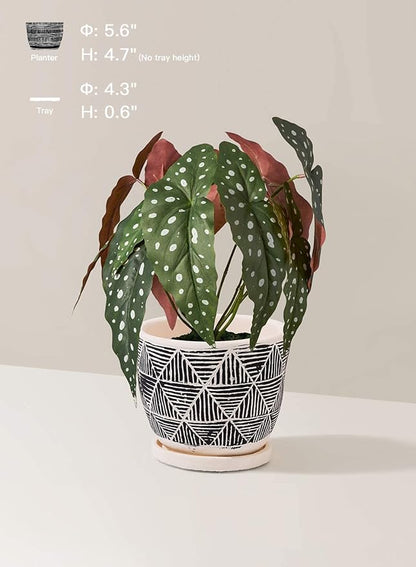 LE TAUCI 5.5 Inch Boho Plant Pots Indoor, Artisanal Cement Pots for Plants, Succulent Pots with Drainage Holes and Saucers, Planters for Indoor Plants, Set of 2, Black and Cream White