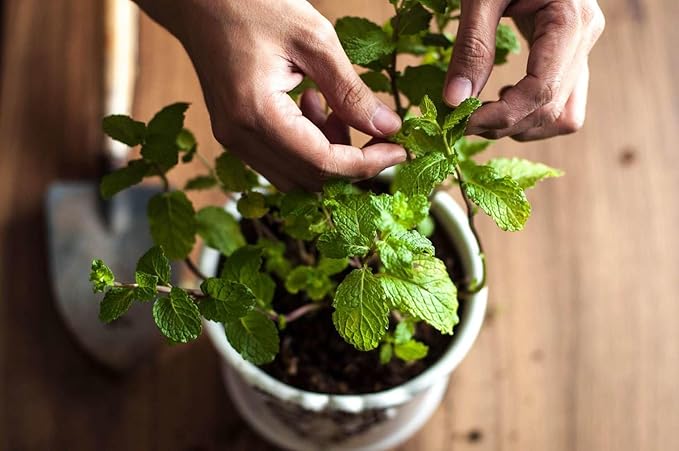 Gardenera Spearmint Plant Potting Soil - All-Natural Blend for Thriving Spearmint Plants - Boosts Root Health and Aroma - 10 Quart