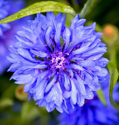 100pcs Blue Cornflower Seeds Bachelor Button Flowers Tall Cut Flower Butterflies Non-GMO Young Love