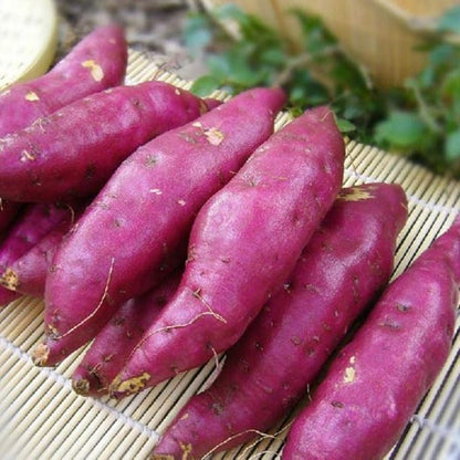 Generic 50pcs Sweet Potato Vegetable Seeds Pink