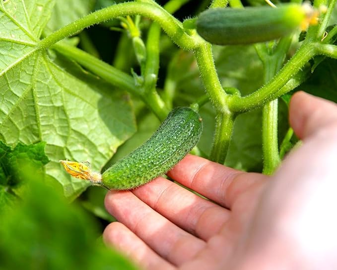 TomorrowSeeds - Parisian Gherkin Cucumber Seeds - 150+ Count - for 2026 Planting French Cornichon Baby Cucumbers Pickle Mini Kirby Cocombro Hybrid Vegetable Grow Your Own Home Farm Patio Healthy