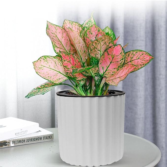 MUZHI Orchid Pot with Net and Holes, Round Self Watering Planter Pot for Indoor Plants and Flowers 3 Sets White