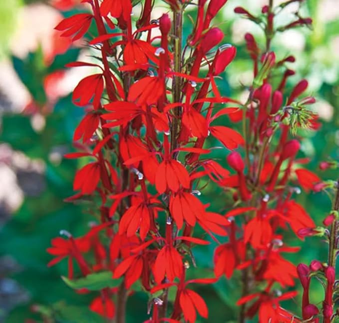 100PCS Cardinal Flower Seeds Red Lobelia Cardinalis Hummingbird Garden Plant Seeds