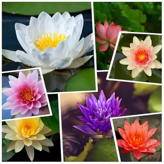 160pcs Mixed Color Bowl Lotus Seeds for Planting - Non-GMO Bonsai Lotus, Water Lily Flower, Easy-Grow Aquatic Plants for Ponds, Water Gardens, and Indoor/Outdoor Spaces