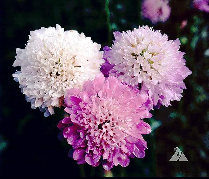 Pincushion or Scabiosa Mixed Seeds - 280 Imperial Mix Seed - Non GMO - Neonicotinoid-Free