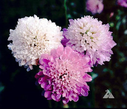 Pincushion or Scabiosa Mixed Seeds - 280 Imperial Mix Seed - Non GMO - Neonicotinoid-Free