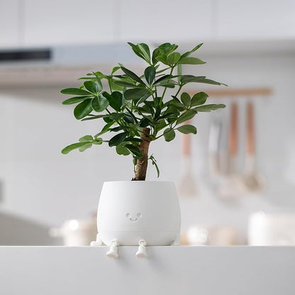 TOPOLA Happy Face Planter, 5.2 Inches Plastic Plant Pot, Self Watering Plant Pot with Drainage Holes for Indoor Outdoor, Succulent Pot, Funny Flower Pot, White