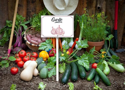 Boylee Aluminum Garden Signs With Stake - 8x12inch - Garlic - Modern Style - Weatherproof & Long Lasting