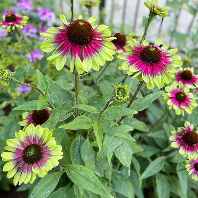 100+ Seed Twister Coneflower Flower Perennial Flower for Planting Outdoor-Non-GMO Heirloom Garden Decoration Grow Easily