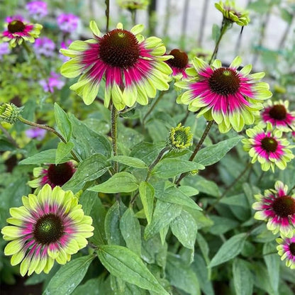 100+ Seed Twister Coneflower Flower Perennial Flower for Planting Outdoor-Non-GMO Heirloom Garden Decoration Grow Easily