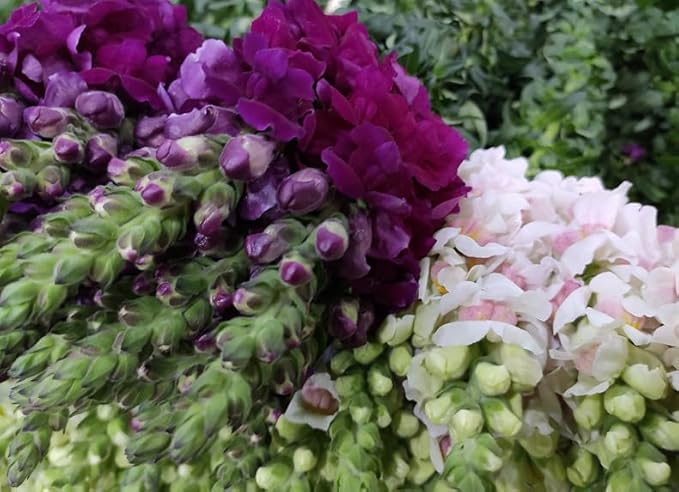 Mixed Snapdragon Flowers Seeds Tall Garden Pretty Flower Annual Outdoor Magic Carpet Non-GMO 300pcs