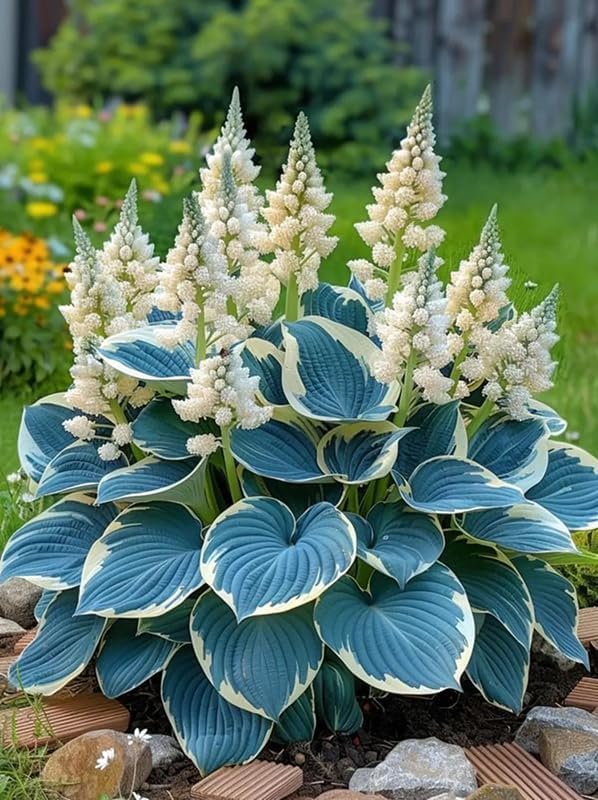 50+ Mixed Rare Hosta Seeds Plantain Lily Hosta plantaginea Flowers Garden Planting