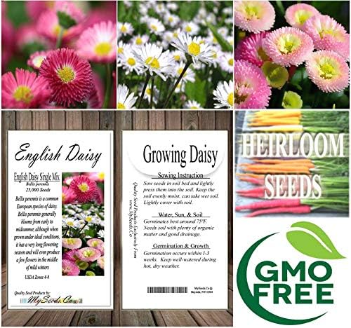Big Pack - English Daisy Mixed Seed (25,000+) - Bellis perennis Long Flowering Season - Edible Flower Seeds (Big Pack - English Daisy Mix)