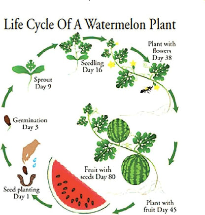 Crimson Sweet Heirloom Watermelon Seeds - Not Ripe Fruit, but Seeds!