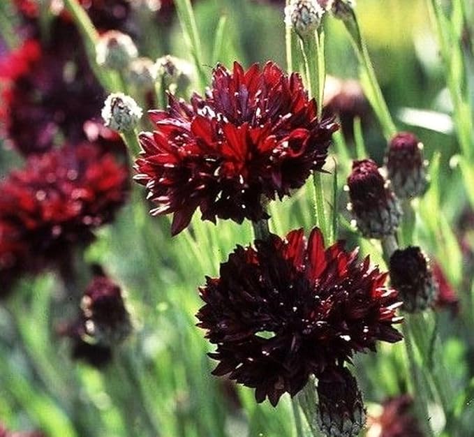Black Cornflower 200+ Seeds to Grow Annual to Plant in Spring or in Fall Non-GMO