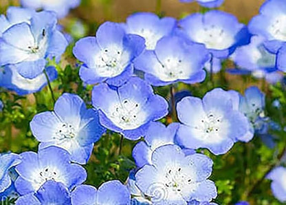 1 Oz Alternative Lawn Wildflower Seed Mix - Water Saving Ground Cover - Marde Ross & Company
