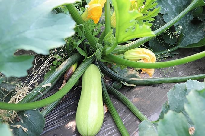 30+ Squash Zucchini Seeds Non-GMO Summer Squash Cucurbita Pepo Mexican Grey Squash Heirloom Vegetable