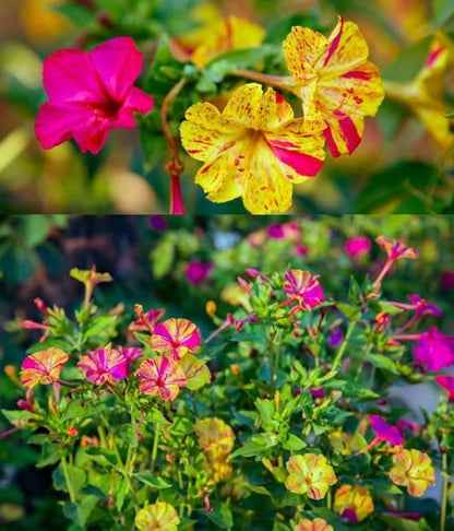 TomorrowSeeds - Marvel of Peru Four O' Clock Seeds - 600+ Count - for 2026 Planting Color Changing USA Garden Flower Broken Transform Pink White Yellow Rose Leaf Grow Your Own Home Farm Patio Healthy
