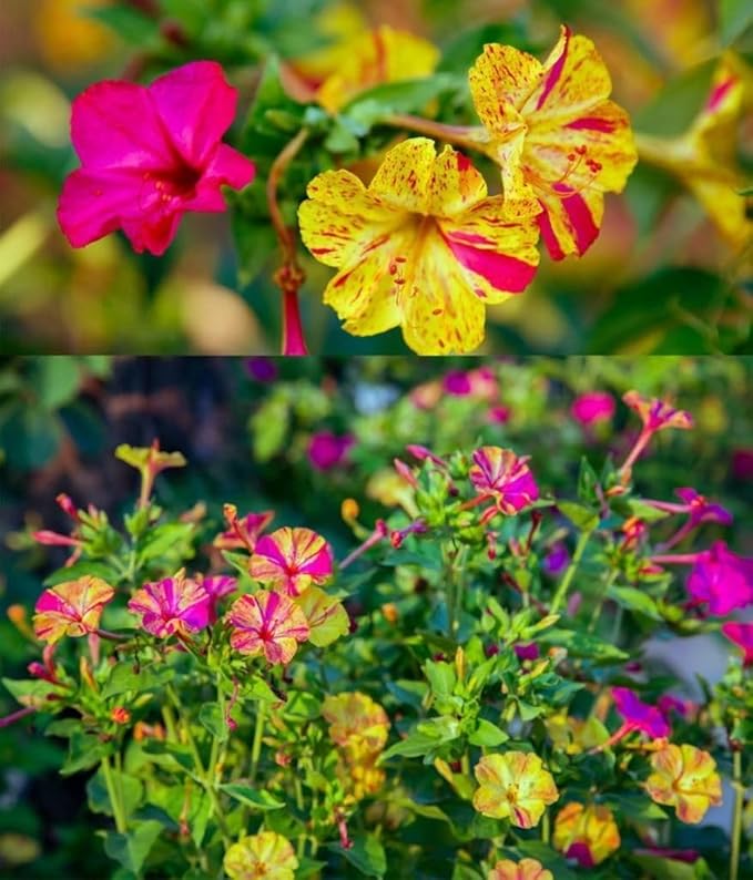 TomorrowSeeds - Marvel of Peru Four O' Clock Seeds - 300+ Count - for 2026 Planting Color Changing USA Garden Flower Broken Transform Pink White Yellow Rose Leaf Grow Your Own Home Farm Patio Healthy