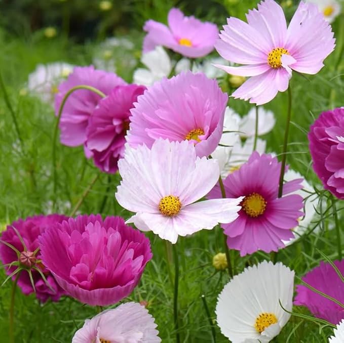 200+ Cupcakes and Saucers Mix Cosmos Seeds Flowers Garden Planting