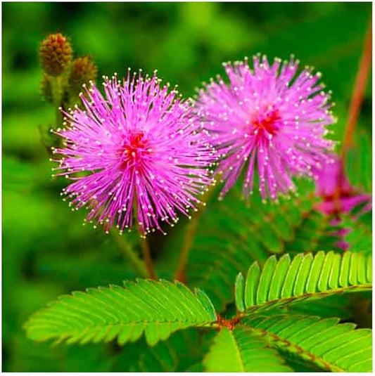 40+ Seeds Mimosa Shy Sensitive Plant Fast Growing - Flower Pink