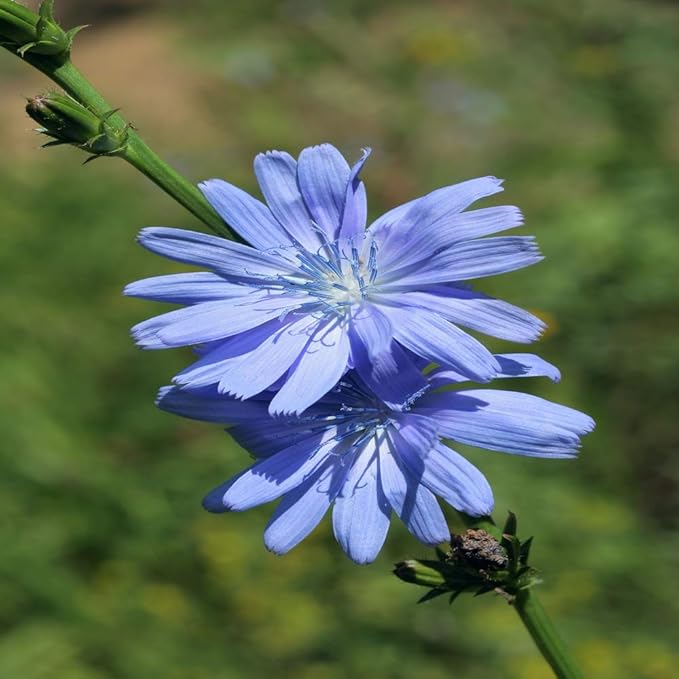 Outsidepride Chicory Seeds for Planting - 1/4 lb. Perennial, Easy to Grow & Drought Tolerant, Flower Seeds with Clustered Pastel Blue Blooms for Garden Pastures & Wildflower Meadows