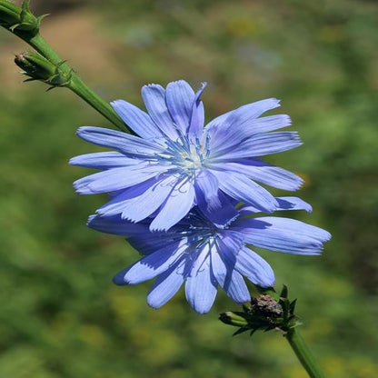 Outsidepride Chicory Seeds for Planting - 1 lb. Perennial, Easy to Grow & Drought Tolerant, Flower Seeds with Clustered Pastel Blue Blooms for Garden Pastures & Wildflower Meadows