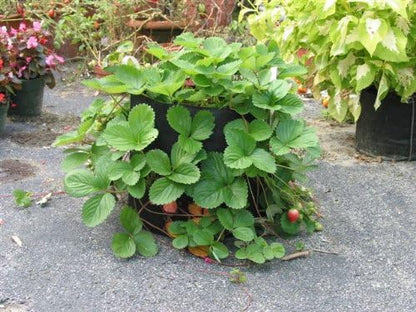 Smart Pots 1,000-Gallon Smart Pot Soft-Sided Container, Black
