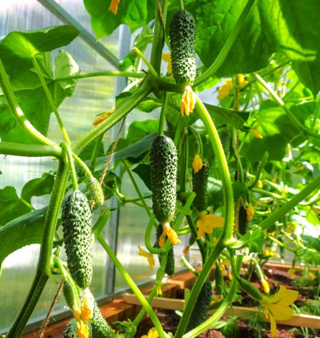 TomorrowSeeds - Parisian Gherkin Cucumber Seeds - 300+ Count - for 2026 Planting French Cornichon Baby Cucumbers Pickle Mini Kirby Cocombro Hybrid Vegetable Grow Your Own Home Farm Patio Healthy