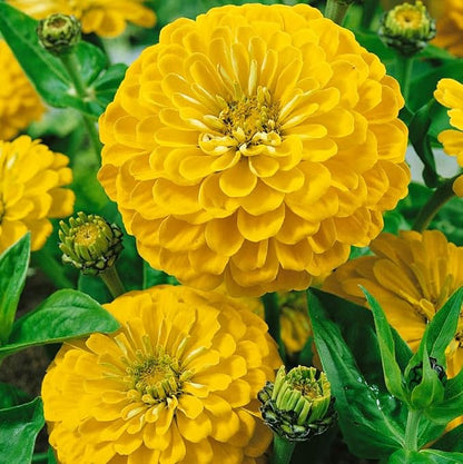 Yellow Zinnia Seeds - 100 Heirloom Seeds for Planting Zinnia elegans - Grow Annual Open Pollinated Flowers for a Butterfly Garden