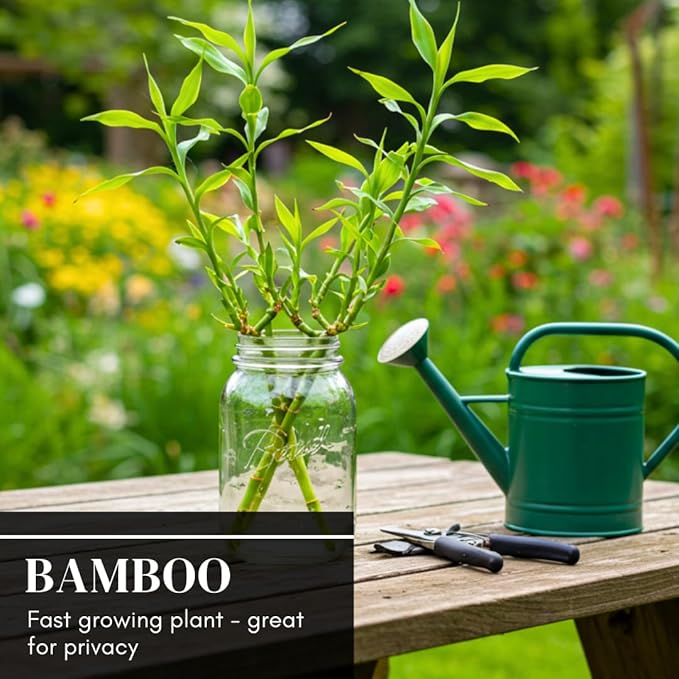 420 Giant Bamboo Seeds for Planting - Fast Growing Bamboo Ideal Privacy Screen, Windbreak, Garden Accent or Landscaping – Easy Planting - Striking Dark Stems