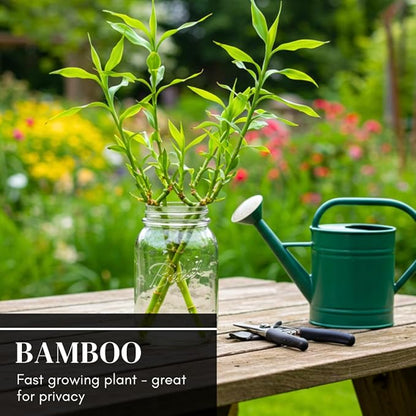 420 Giant Bamboo Seeds for Planting - Fast Growing Bamboo Ideal Privacy Screen, Windbreak, Garden Accent or Landscaping – Easy Planting - Striking Dark Stems