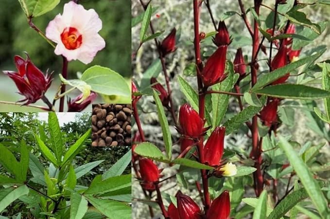 30PCS Hibiscus Seeds Hibiscus Sabdariffa-Jamaica Red Sorrell Roselle-Heirloom Seeds