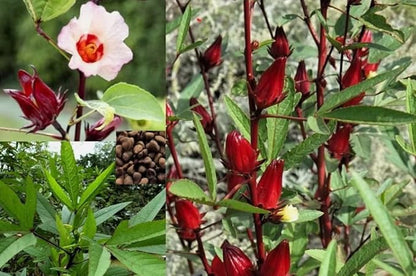 30PCS Hibiscus Seeds Hibiscus Sabdariffa-Jamaica Red Sorrell Roselle-Heirloom Seeds