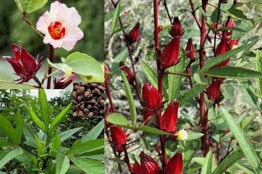 30PCS Hibiscus Seeds Hibiscus Sabdariffa-Jamaica Red Sorrell Roselle-Heirloom Seeds