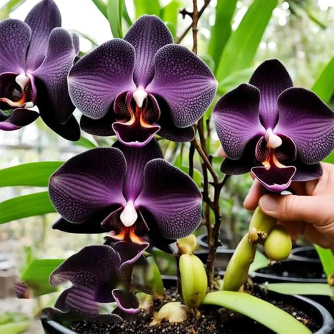 110+ Mix Orchid Seeds for Planting in Home Garden-Non-GMO Heirloom Plant Seeds Garden Outdoor