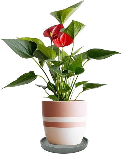 2 Pack Ceramic Plant Saucer Pot Tray 8 Inch, Planter Saucers 4 5 6 7 8 9 10 11 12 13 Inch for Indoors Outdoor, Durable Sturdy Flower Drainage drip Water Tray for Glazed Pots Base (8.5 Inch-Grey)