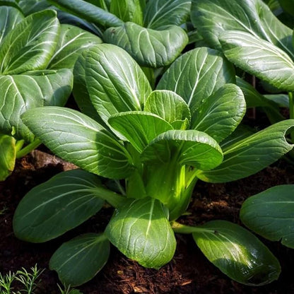 Baby Bok Choy Seeds for Planting - 2000+ Heirloom Non-GMO Asian Vegetable Seeds for Quick Harvest, Stir Fry & Soup - Garden Beds, Containers & Microgreens