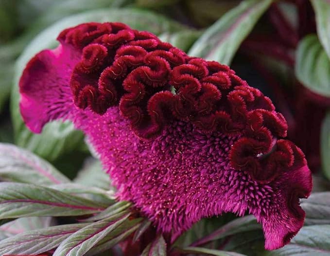 Celosia Seed Mix Celosia Cristata Cockscomb Woolflowers About 200 Seeds for Planting