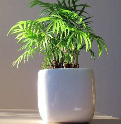 Bamboo Bonsai Plant Potting Soil Mix (3 Cups / 1 Quart), Perlite & Peat Moss