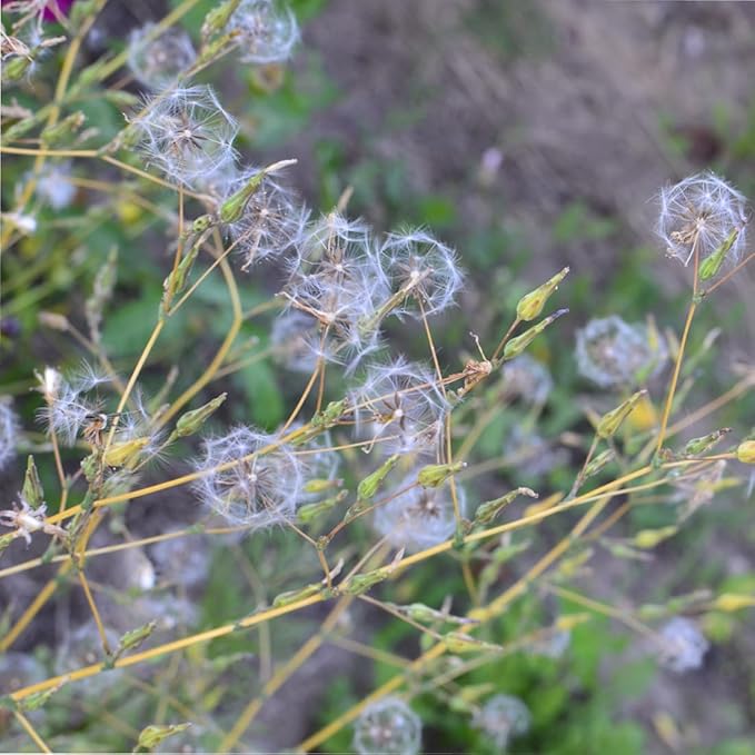 Wild Lettuce 50 Seeds (Lactuca virosa) Heirloom - Non GMO - Open Pollinated