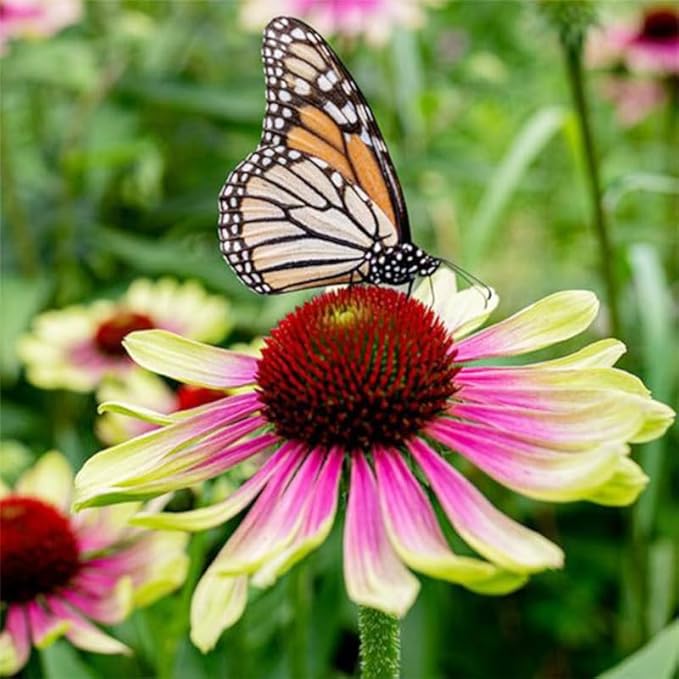 100+ Seed Twister Coneflower Flower Perennial Flower for Planting Outdoor-Non-GMO Heirloom Garden Decoration Grow Easily