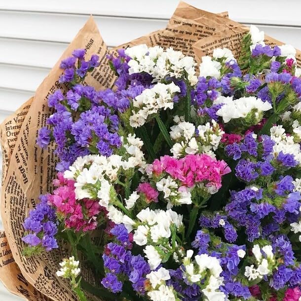 Wavyleaf Sea Lavender (Limonium, Statica) Mix Seeds Annual Flowers Herbs for Planting Non GMO 80 Seeds