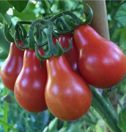 100PCS Red Pear Cherry Tomato Seeds Garden Vegetable Seeds