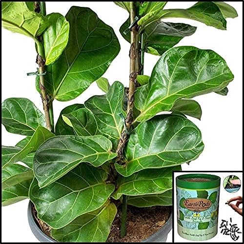 EarthPods® Premium Fiddle Leaf Fig Plant Food Capsules (100 Count) Specialized Bio Organic Fertilizer for Monstera, Pothos, Calathea, Ficus, Elephant Ear, Dracaena (Organic + Vegan + Made in USA)