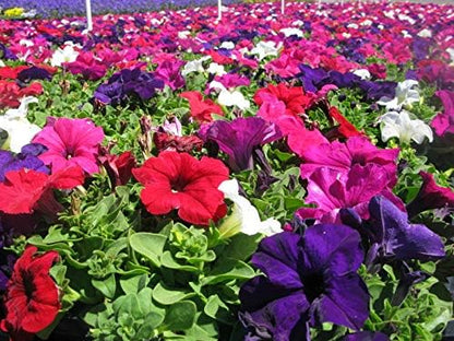 Seeds Petunia Unicum F1 Mix Indoor Annual Flowers for Planting