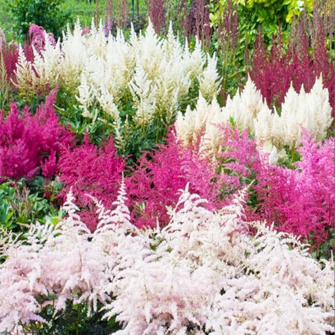 1100+ Mix Astilbe Arendsii Bunter Seeds for Planting-Non-GMO Heirloom Plant Seeds Garden Outdoor