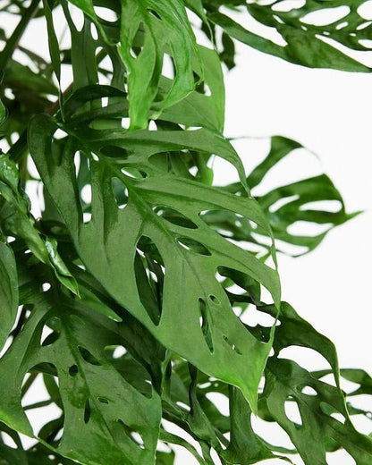 Gardenera Monstera ADANSONII Plant Soil: Expert Blend for Optimal Growth & Root Development - 2 Quart