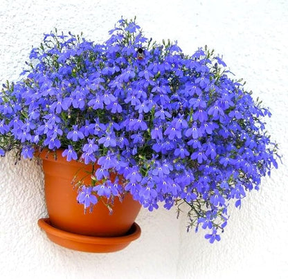 Seeds Blue Lobelia Cascade 1000+ Seeds to Grow Compact Plant Groundcover