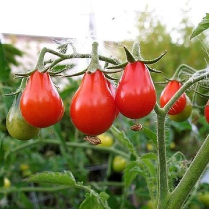 100PCS Red Pear Cherry Tomato Seeds Garden Vegetable Seeds